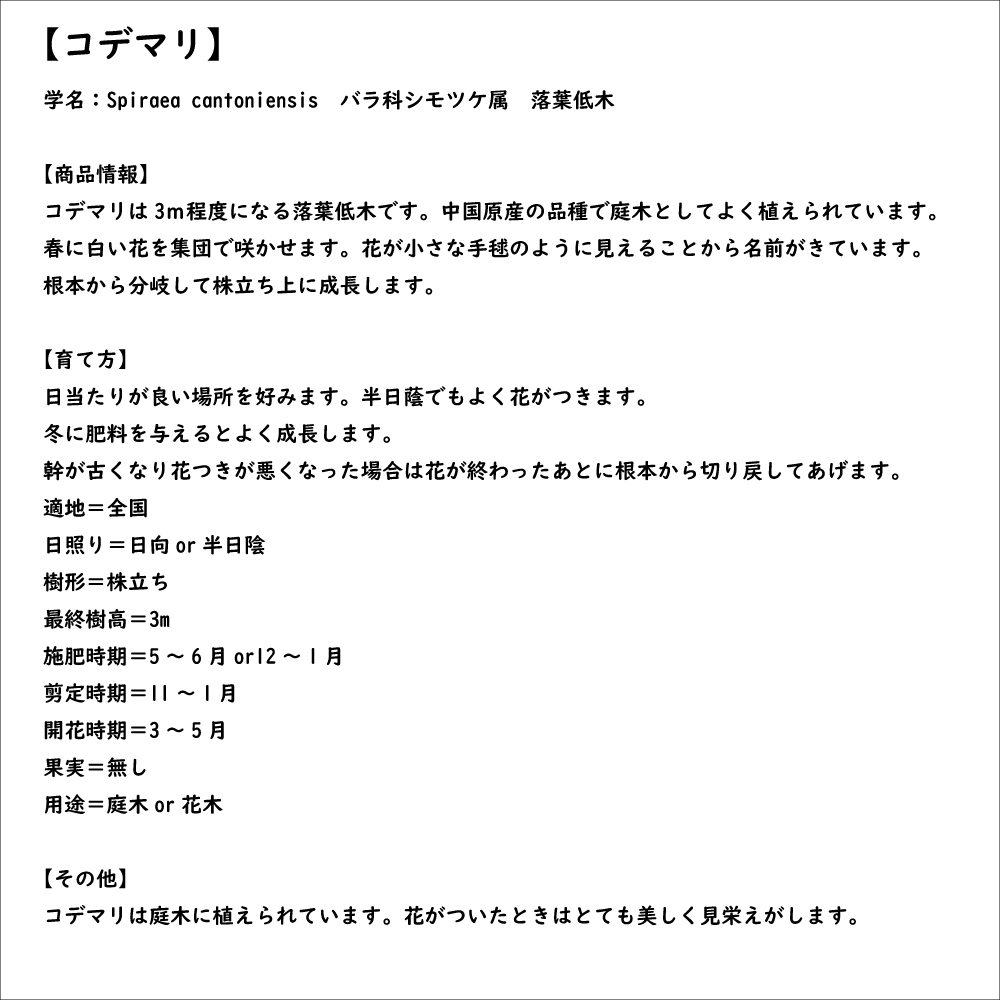 コデマリ 0.5m 10.5cmポット 10本 苗｜green-netbox｜08