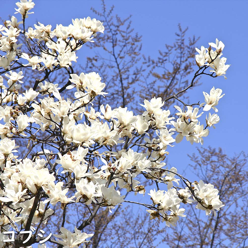 コブシ 0.3m 10.5cmポット 20本 苗 XUR2030260903
