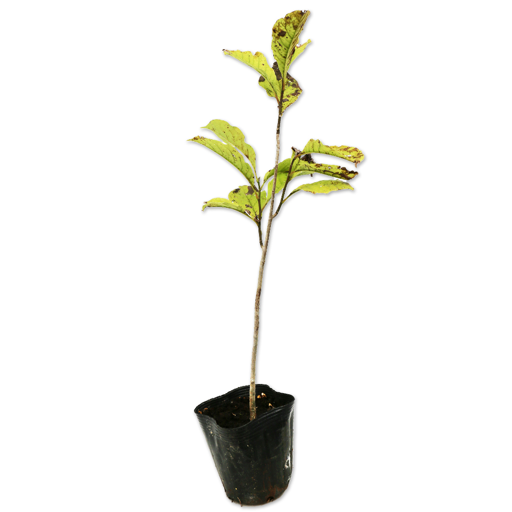 高評価続出! コブシ 0.3m 10.5cmポット 20本 苗 【D1529760984】(10010円)