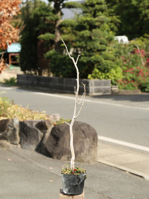 コブシ 0.5m 10.5cmポット 25本 苗 : トオヤマグリーン - 通販 - Yahoo