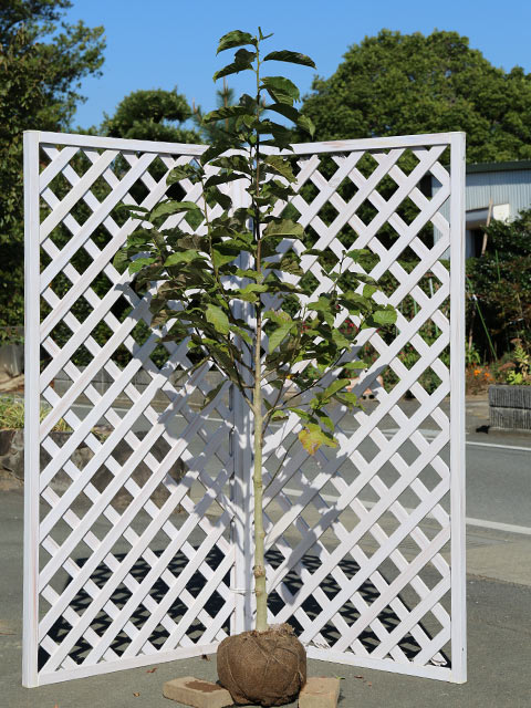 コブシ 単木 2m 露地 苗木 : トオヤマグリーン - 通販 - Yahoo