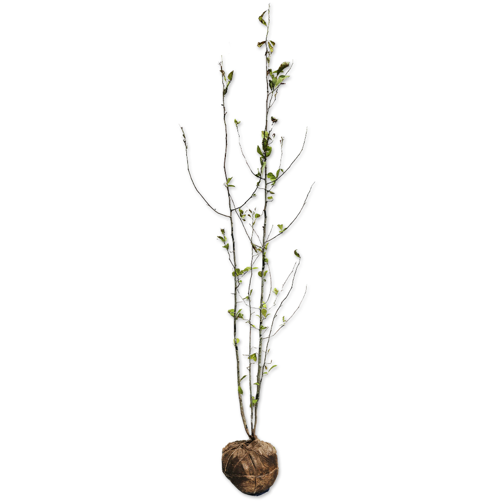 コブシ 株立ち 2.5m 露地 2本 苗木(35904円)