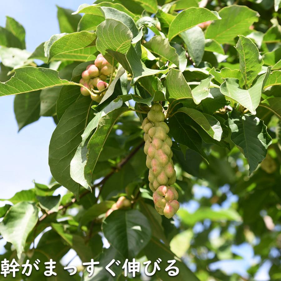 コブシ 0.3m 10.5cmポット 20本 苗 XUR2030260903