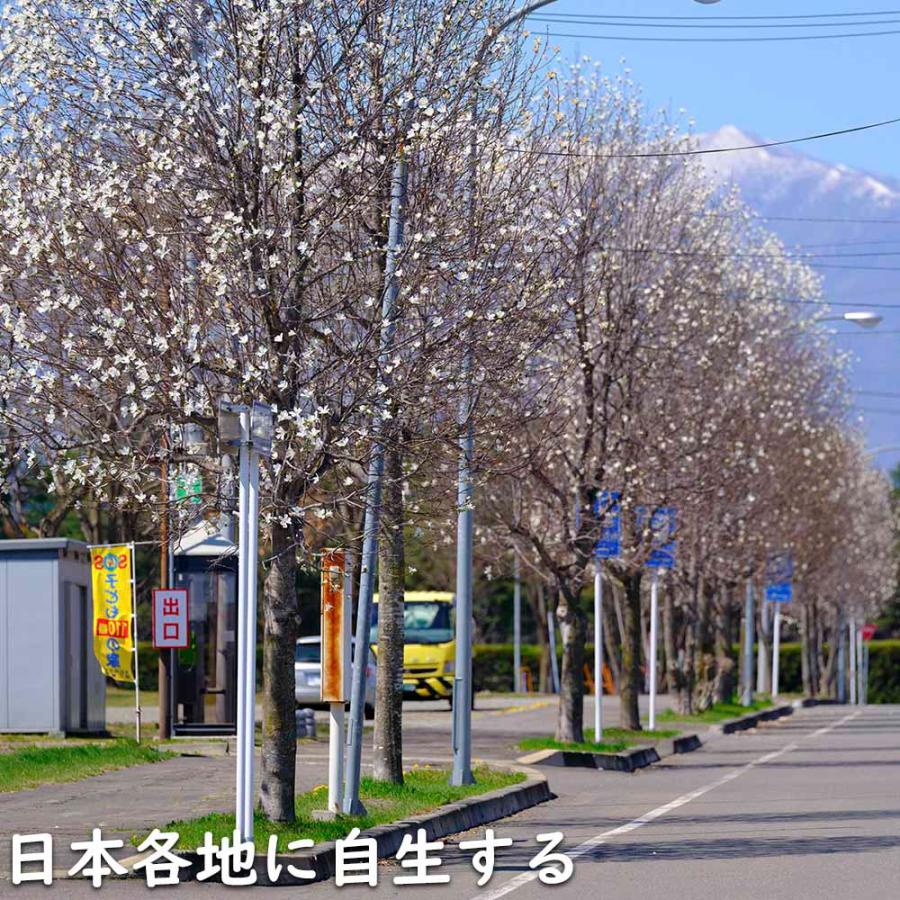 コブシ 0.3m 10.5cmポット 20本 苗 XUR2030260903