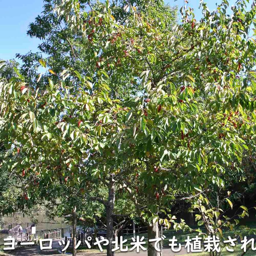 コブシ 0.3m 10.5cmポット 20本 苗 XUR2030260903