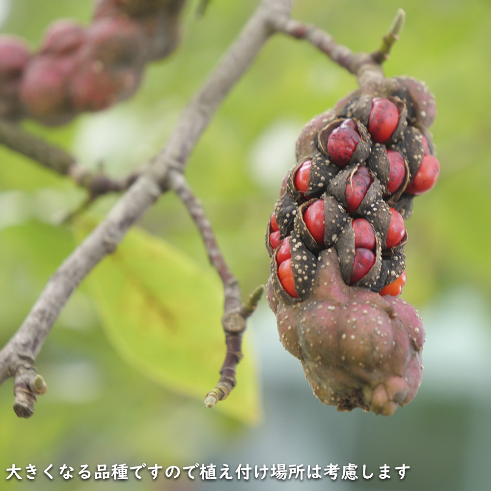 コブシ 0.3m 10.5cmポット 20本 苗 XUR2030260903