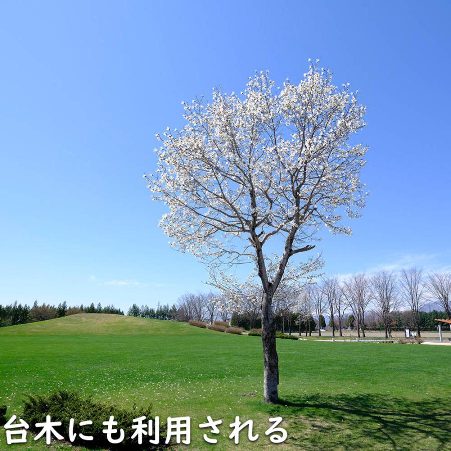 コブシ 0.3m 10.5cmポット 20本 苗 XUR2030260903
