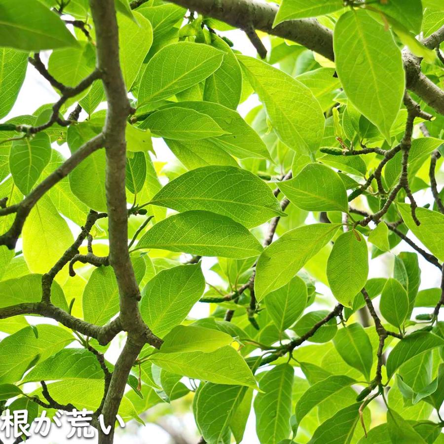 コブシ 0.3m 10.5cmポット 20本 苗 XUR2030260903