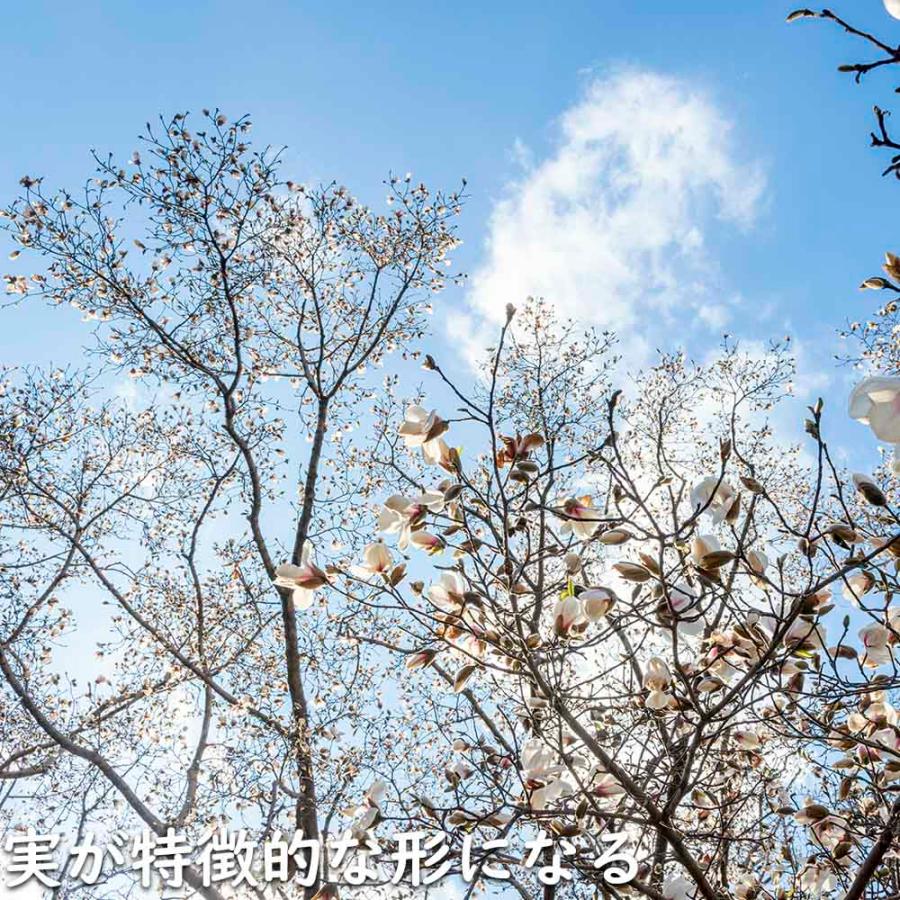 コブシ 0.3m 10.5cmポット 20本 苗 XUR2030260903