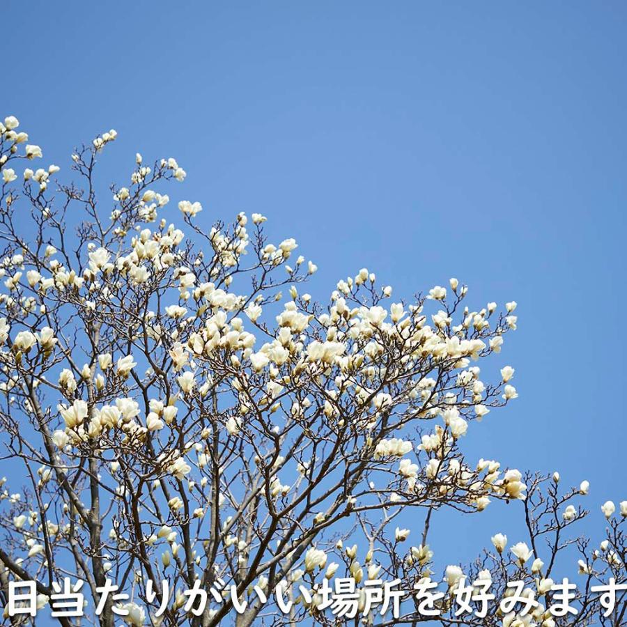 コブシ 0.3m 10.5cmポット 20本 苗 XUR2030260903