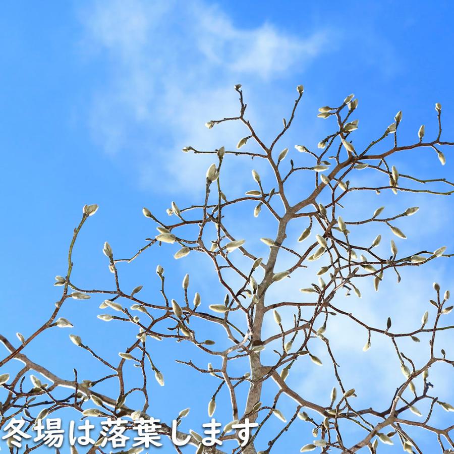 コブシ 0.3m 10.5cmポット 20本 苗 XUR2030260903