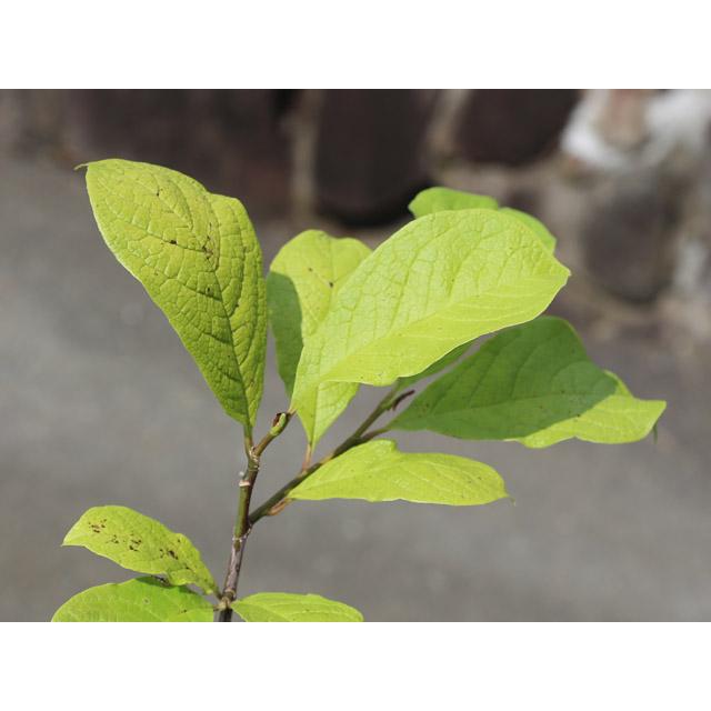 コブシ 0.3m 10.5cmポット 20本 苗 XUR2030260903