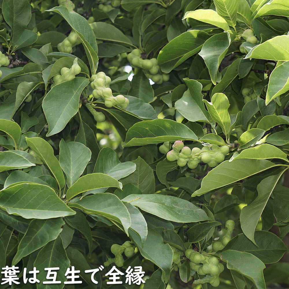 コブシ 0.3m 10.5cmポット 20本 苗 XUR2030260903