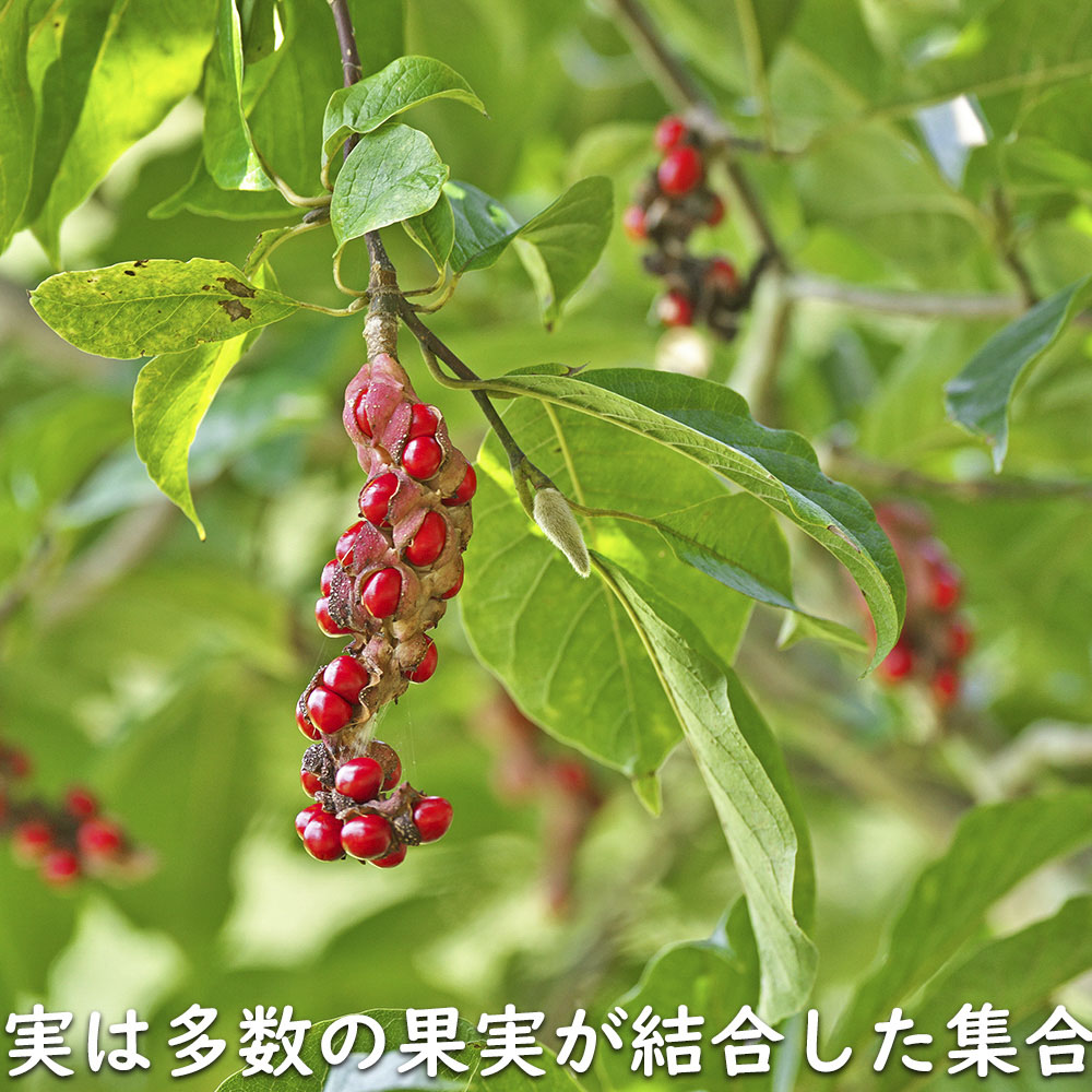 コブシ 0.3m 10.5cmポット 20本 苗 XUR2030260903