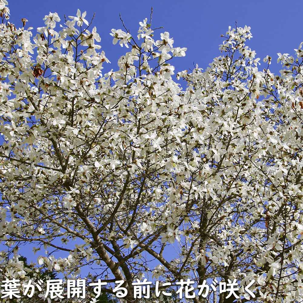 コブシ 0.3m 10.5cmポット 20本 苗 XUR2030260903