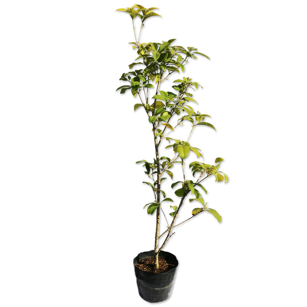 四季咲きモクセイ 0.8m 15cmポット 苗 - 常緑樹