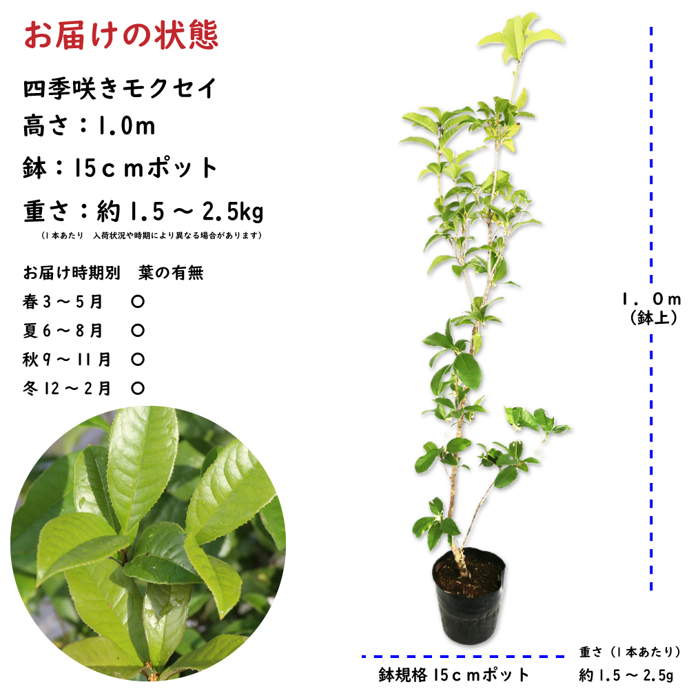 四季咲きモクセイ 1m 15cmポット 苗 - 常緑樹