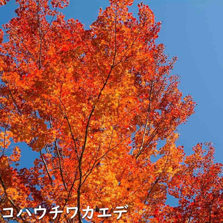 正規品 コハウチワカエデ 実生 株立ち 1.5m 露地 苗木 【C2017266468】 (13200円)