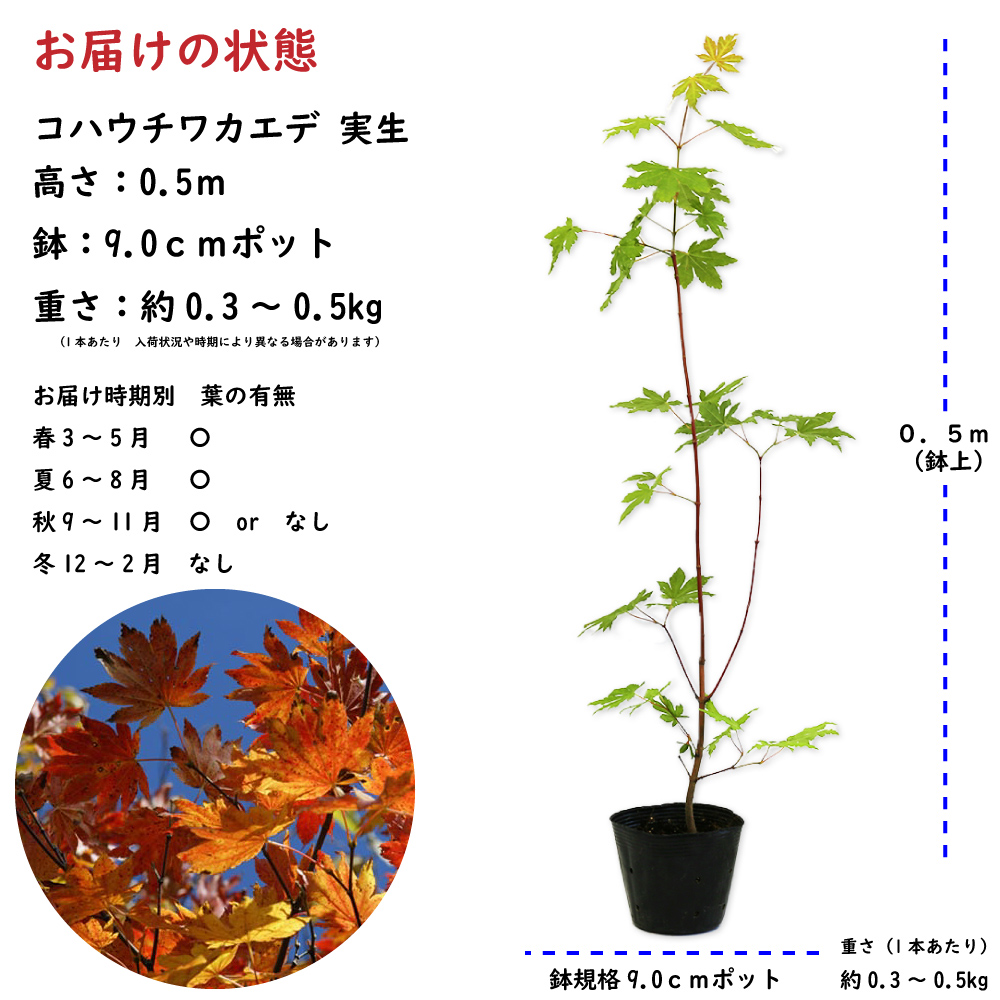 大人気の コハウチワカエデ 実生 0.5m 9.0cmポット 苗 落葉樹