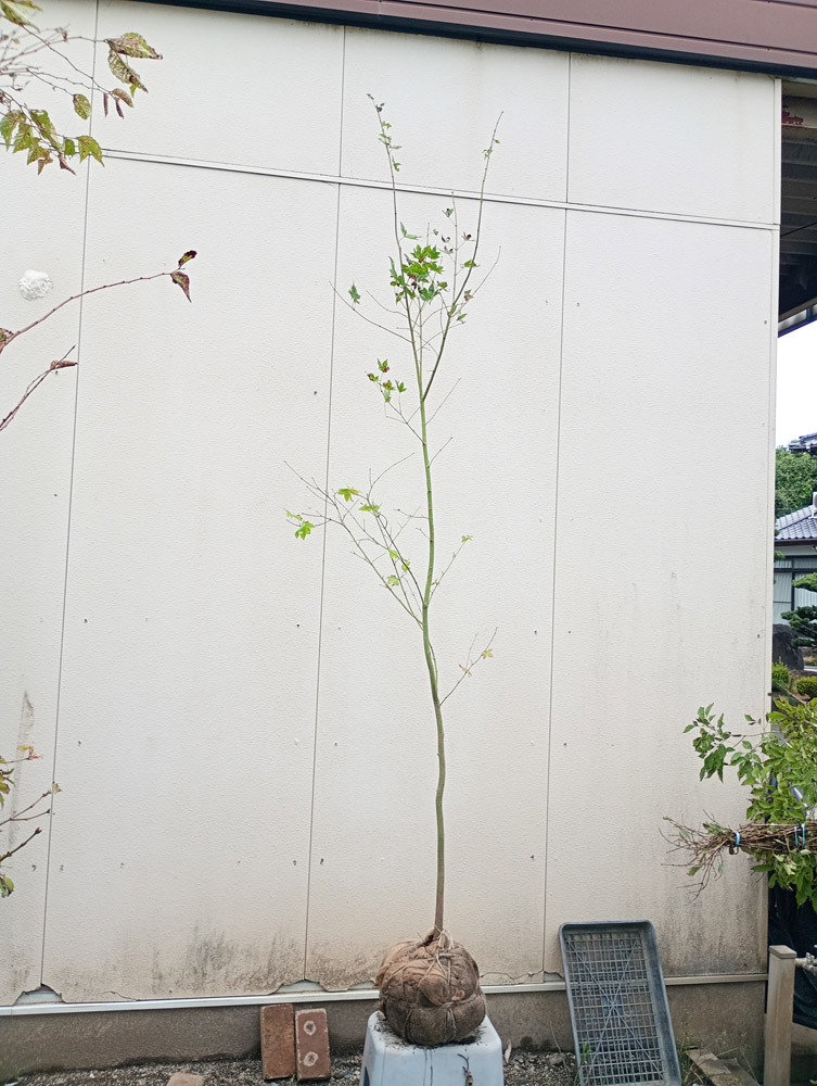 コハウチワカエデのおすすめ人気商品一覧 通販 - Yahoo!ショッピング