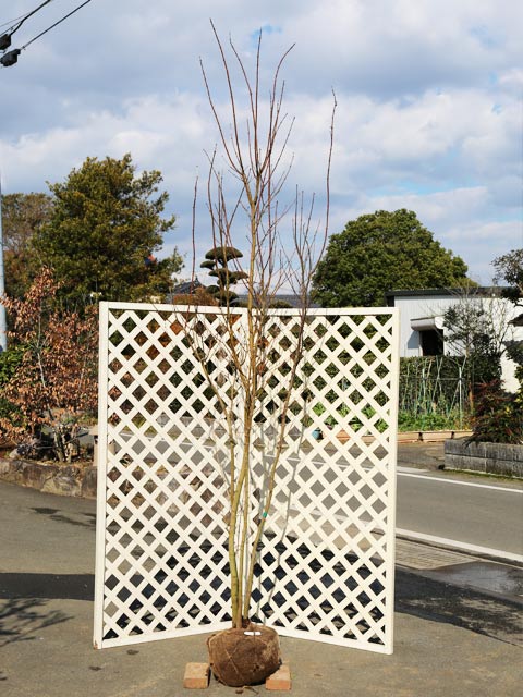 コハウチワカエデ 株立ち 2.3m 露地 苗木(15686円)