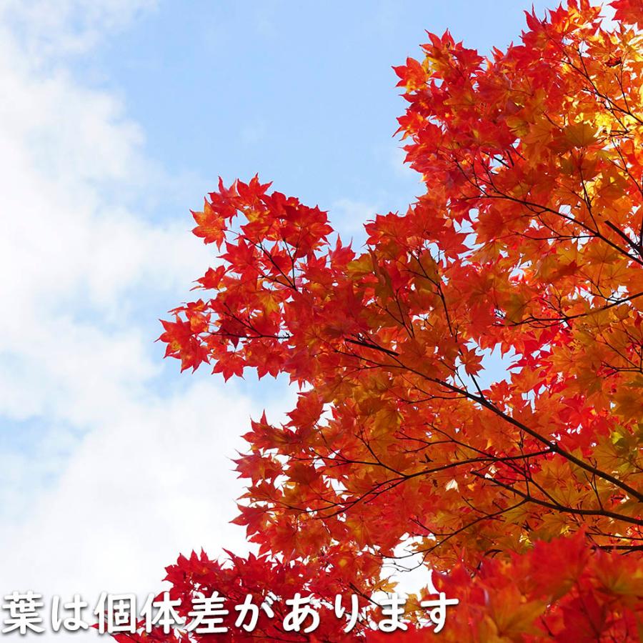 正規品 コハウチワカエデ 実生 株立ち 1.5m 露地 苗木 【C2017266468】 (13200円)