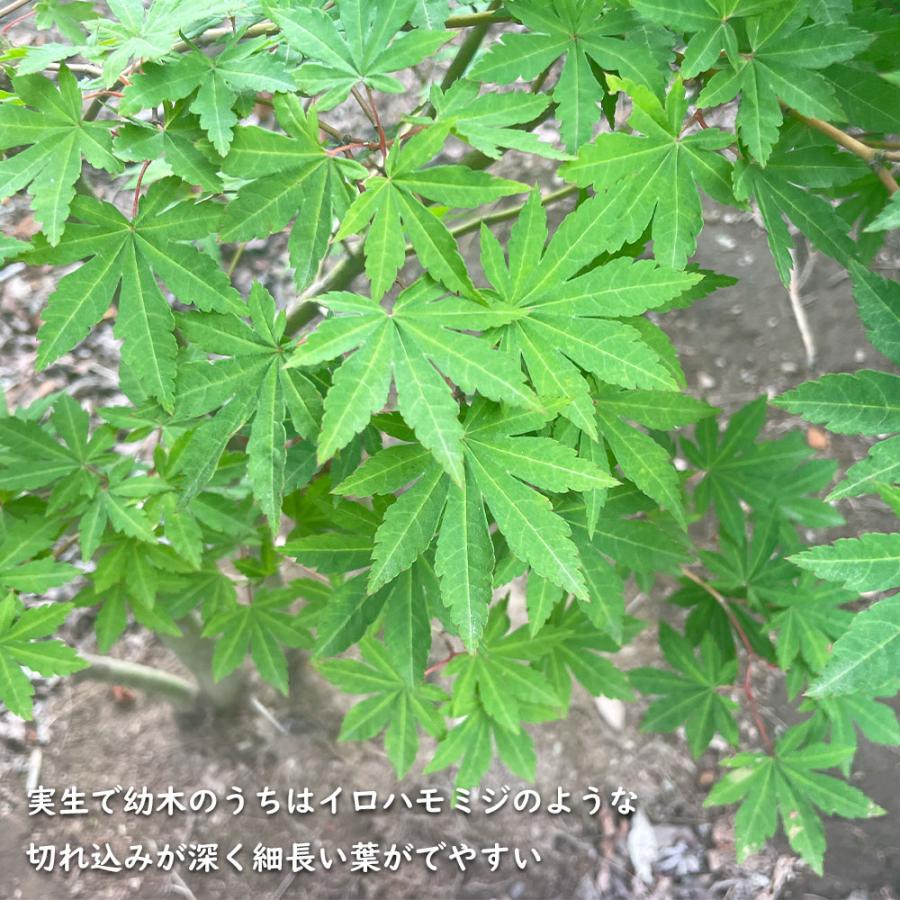 正規品 コハウチワカエデ 実生 株立ち 1.5m 露地 苗木 【C2017266468】 (13200円)