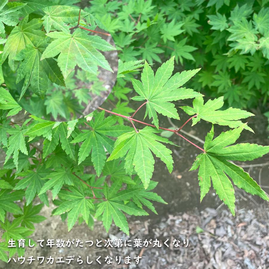 正規品 コハウチワカエデ 実生 株立ち 1.5m 露地 苗木 【C2017266468】 (13200円)