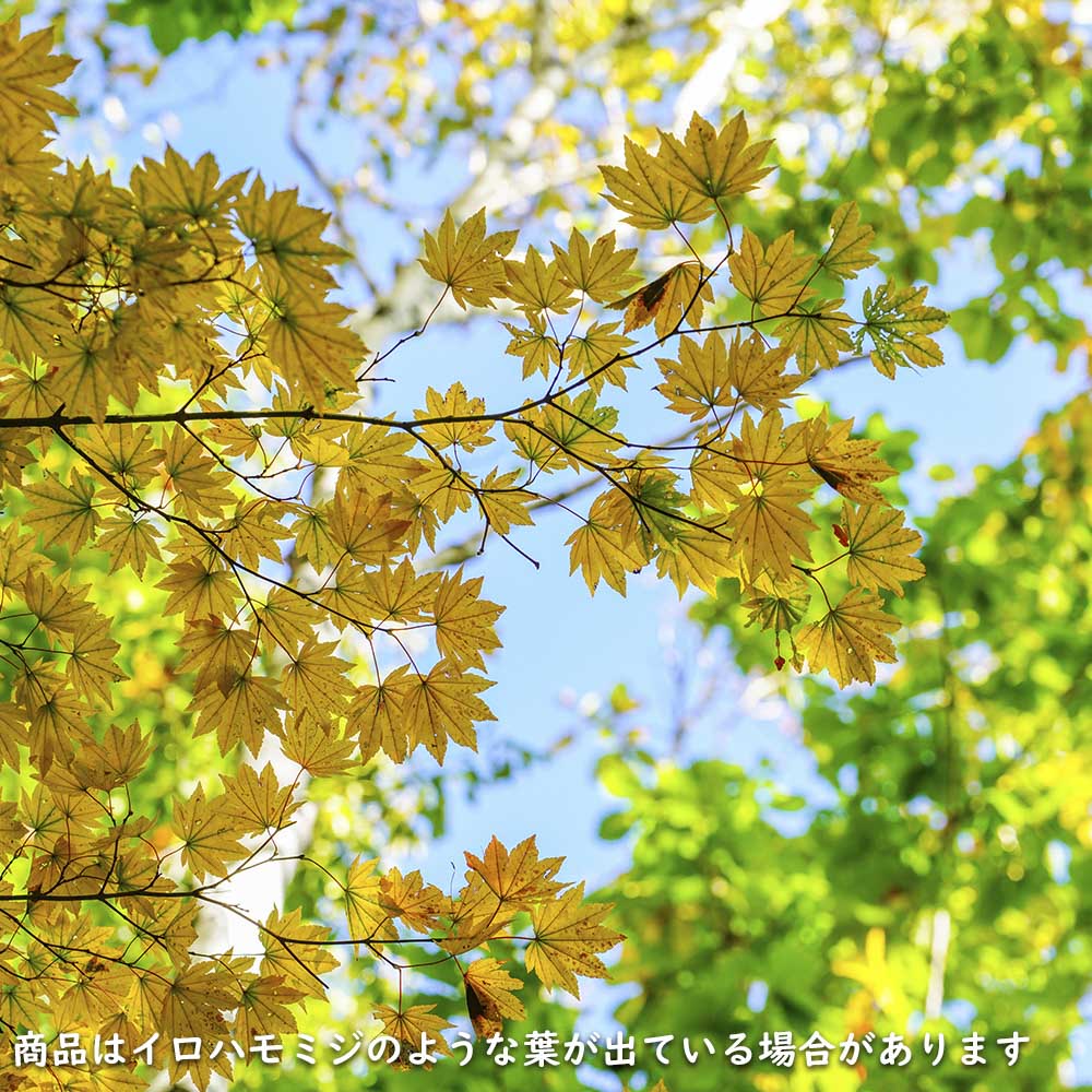 正規品 コハウチワカエデ 実生 株立ち 1.5m 露地 苗木 【C2017266468】 (13200円)