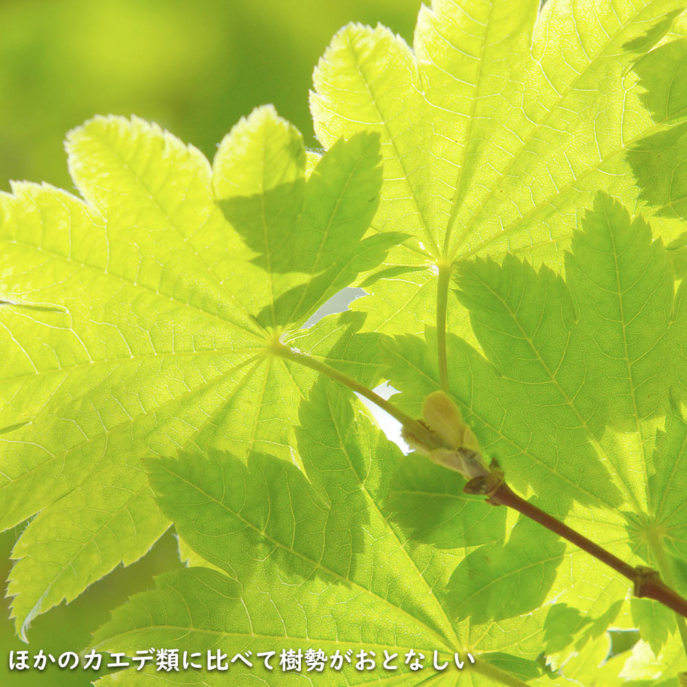 正規品 コハウチワカエデ 実生 株立ち 1.5m 露地 苗木 【C2017266468】 (13200円)