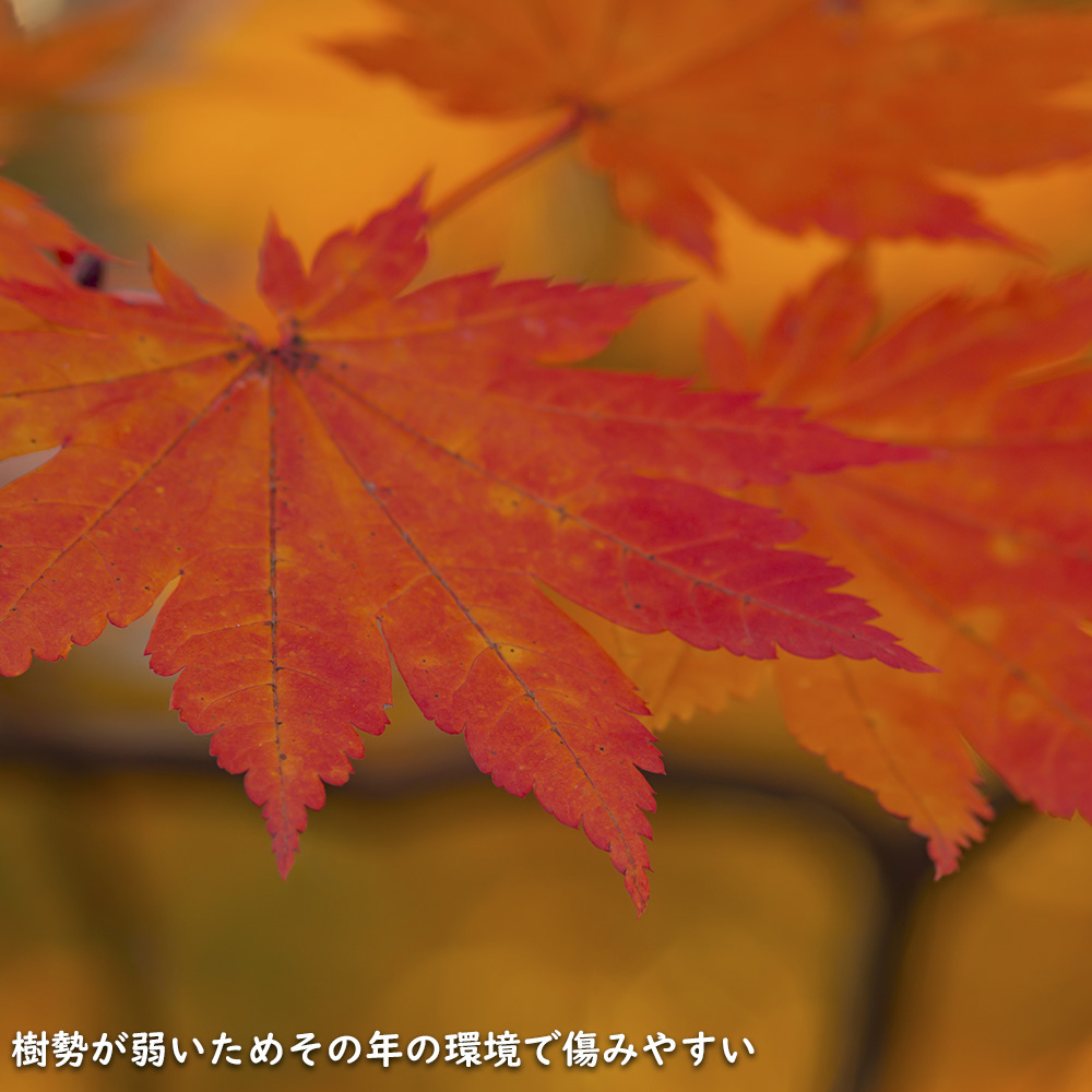 正規品 コハウチワカエデ 実生 株立ち 1.5m 露地 苗木 【C2017266468】 (13200円)