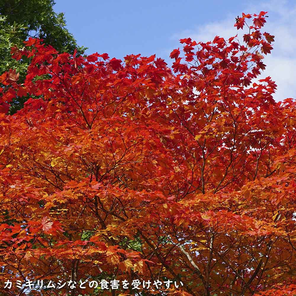 正規品 コハウチワカエデ 実生 株立ち 1.5m 露地 苗木 【C2017266468】 (13200円)