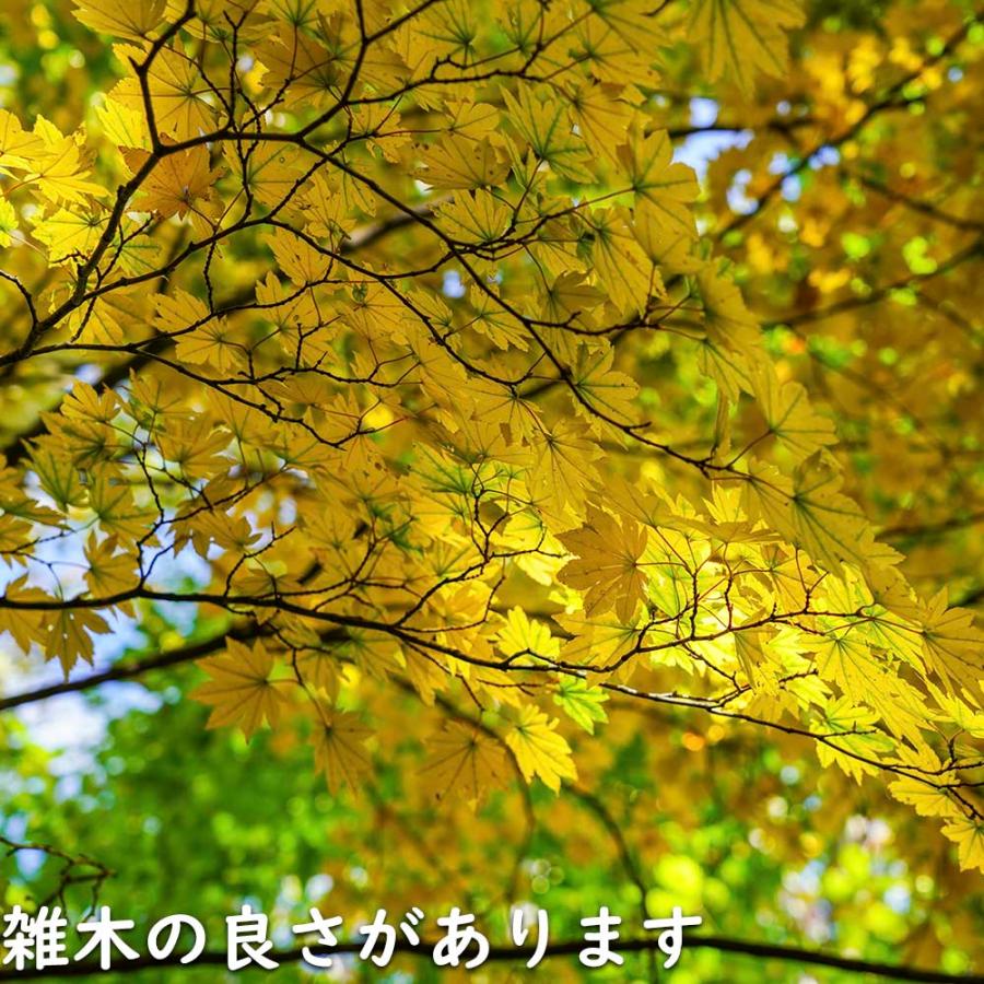 正規品 コハウチワカエデ 実生 株立ち 1.5m 露地 苗木 【C2017266468】 (13200円)