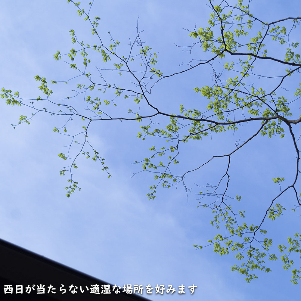 正規品 コハウチワカエデ 実生 株立ち 1.5m 露地 苗木 【C2017266468】 (13200円)