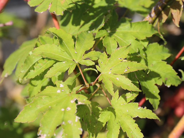 正規品 コハウチワカエデ 実生 株立ち 1.5m 露地 苗木 【C2017266468】 (13200円)