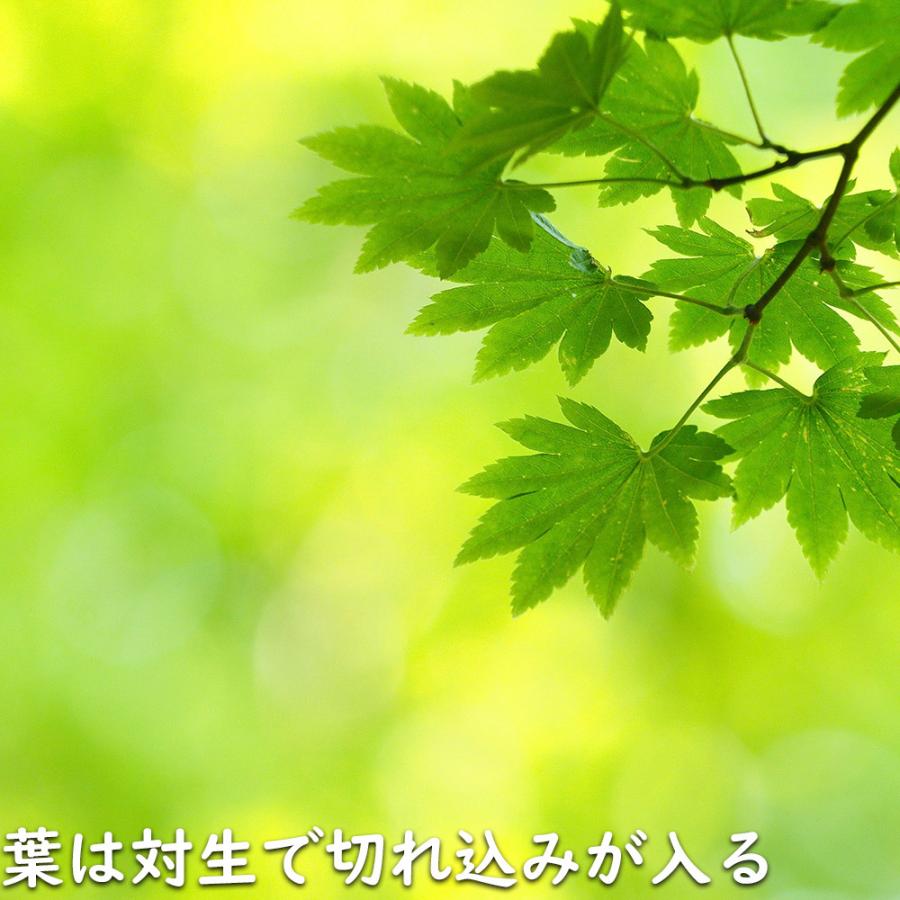 正規品 コハウチワカエデ 実生 株立ち 1.5m 露地 苗木 【C2017266468】 (13200円)