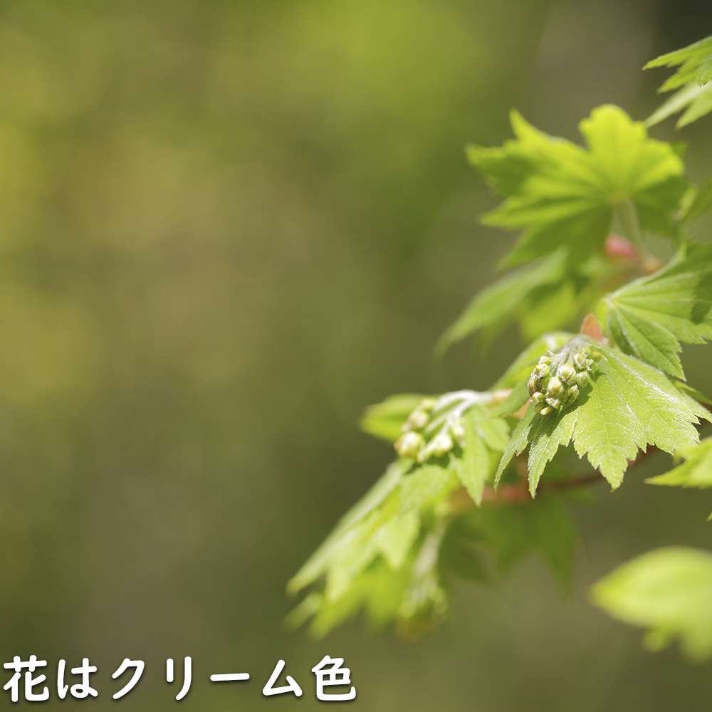 正規品 コハウチワカエデ 実生 株立ち 1.5m 露地 苗木 【C2017266468】 (13200円)