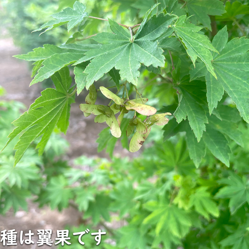 正規品 コハウチワカエデ 実生 株立ち 1.5m 露地 苗木 【C2017266468】 (13200円)