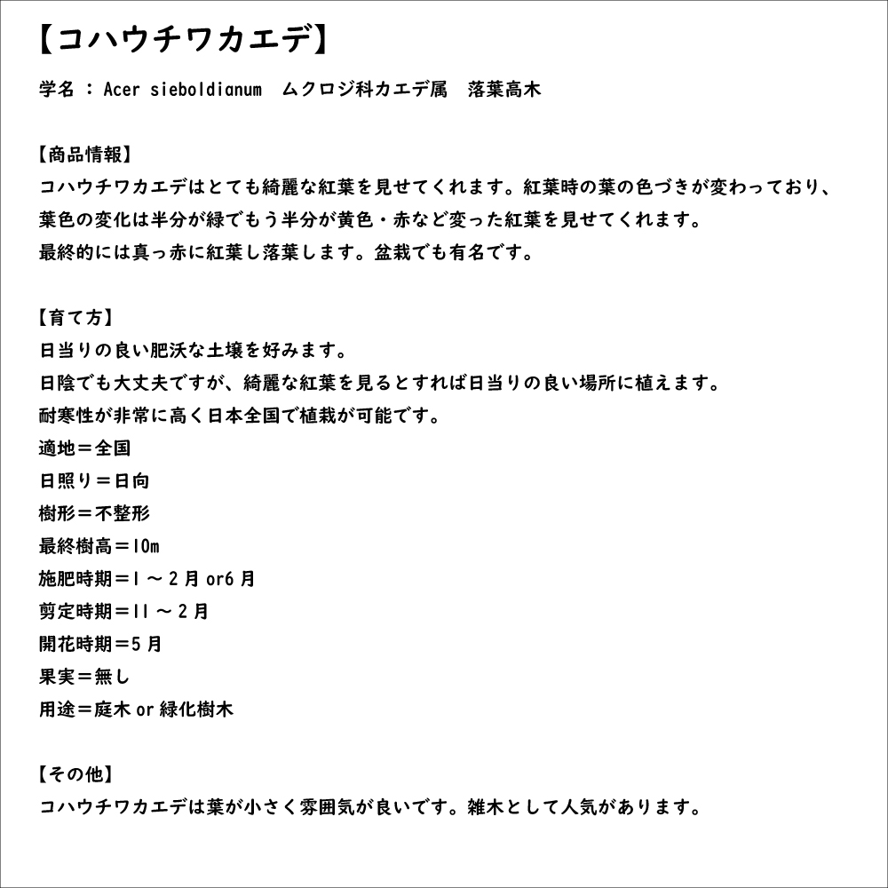 正規品 コハウチワカエデ 実生 株立ち 1.5m 露地 苗木 【C2017266468】 (13200円)