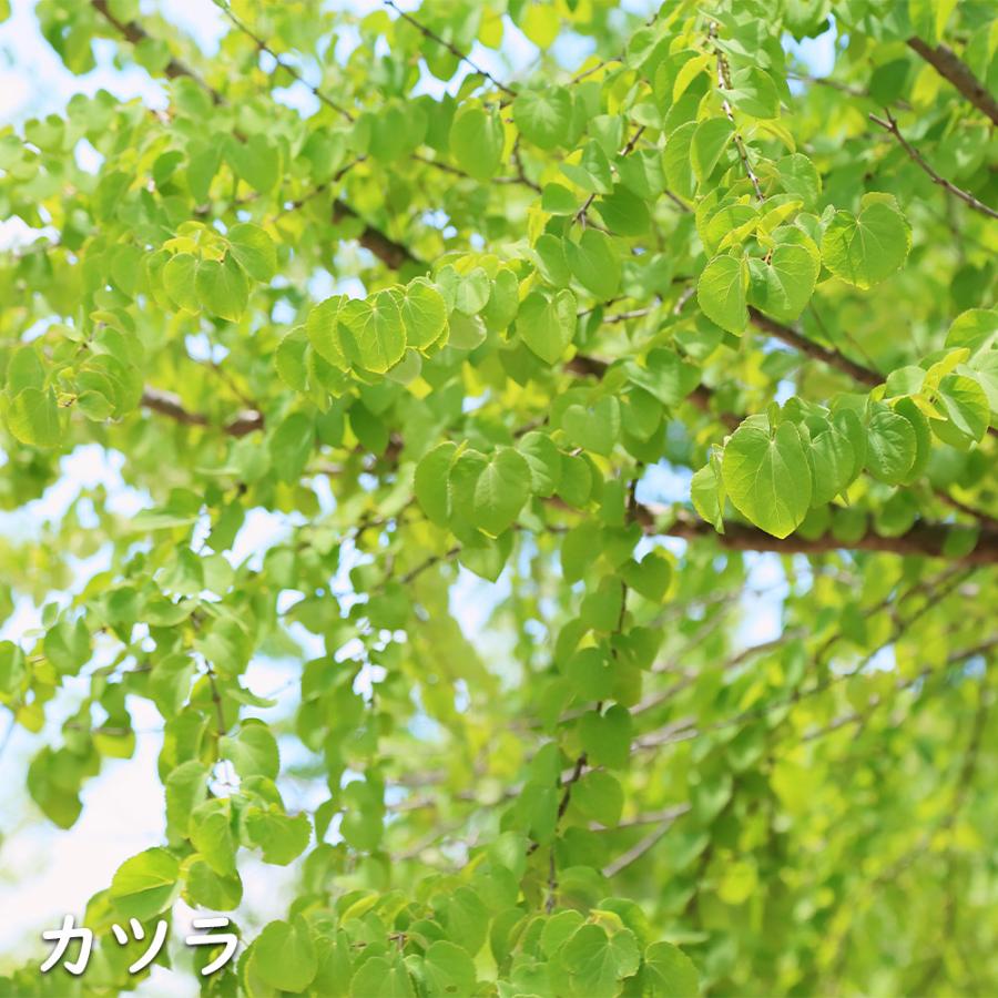 カツラ 単木 2.3m 露地 2本 苗木 落葉樹 カツラ 単木 2.3m 露地 2本 苗木 落葉樹