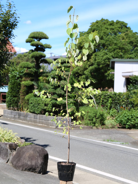 カツラ 1.2m 15cmポット 10本 苗 |  | 01