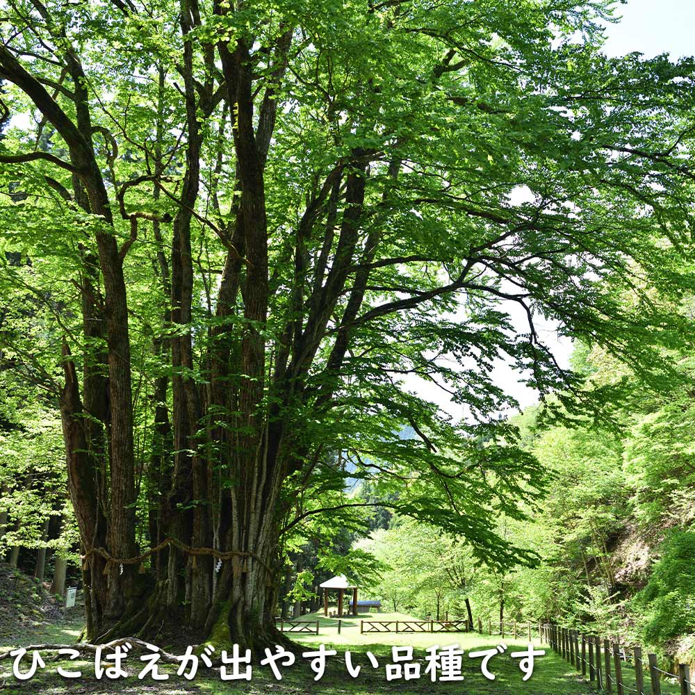 カツラ 単木 1.2m 露地 苗 : 201213 : トオヤマグリーン - 通販