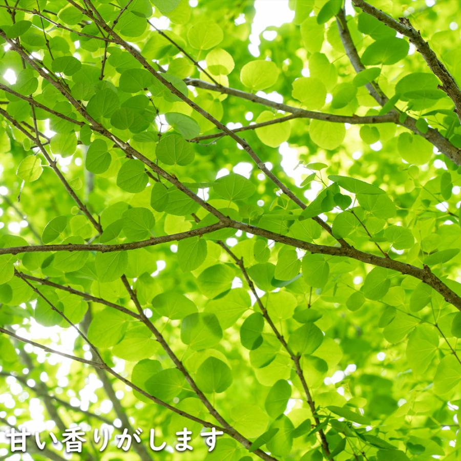 カツラ 単木 2.3m 露地 2本 苗木 落葉樹 カツラ 単木 2.3m 露地 2本 苗木 落葉樹