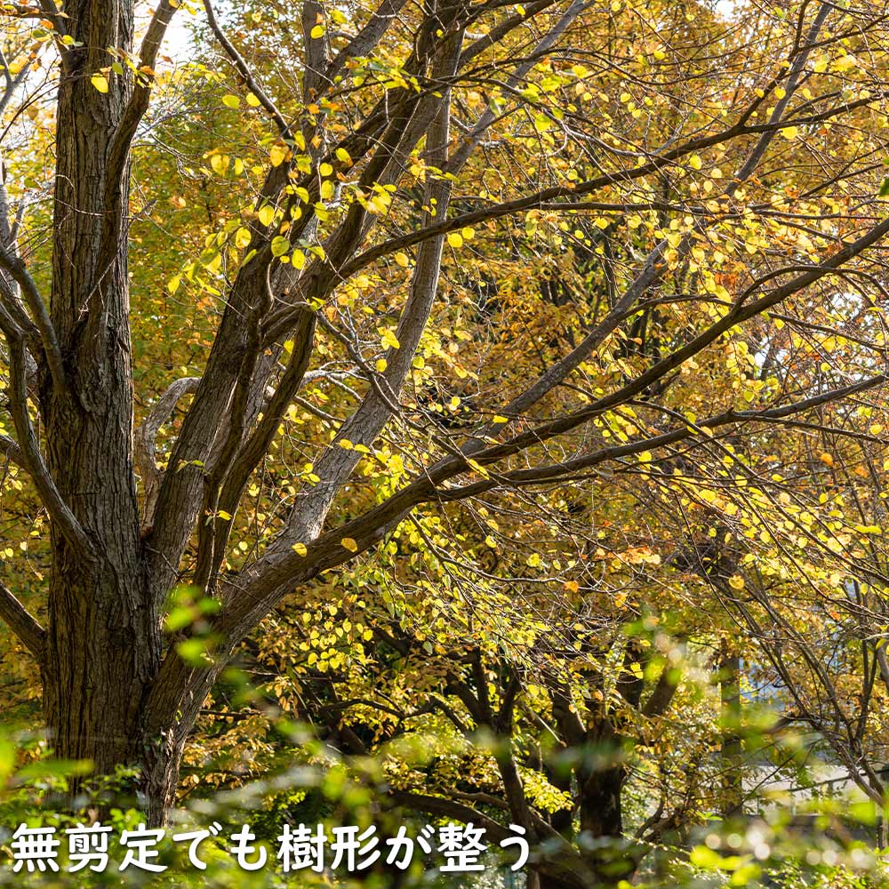 カツラ 単木 2.5m 露地 2本 苗木 : 2012259 : トオヤマグリーン - 通販