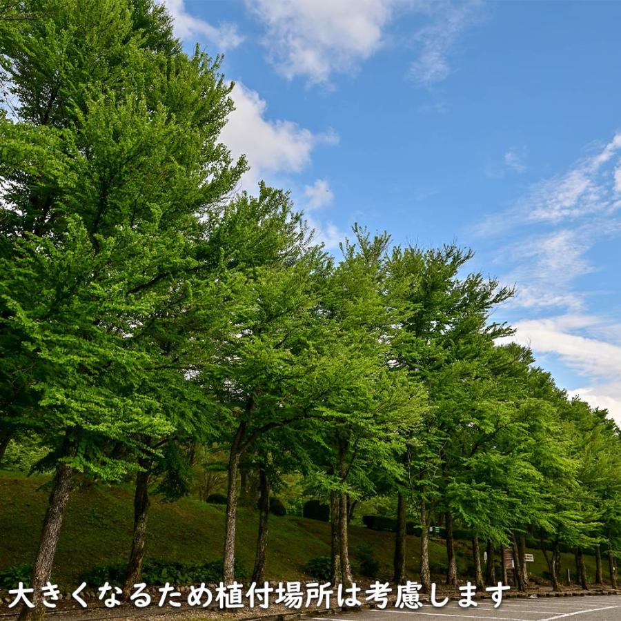 カツラ 単木 2.3m 露地 2本 苗木 落葉樹 カツラ 単木 2.3m 露地 2本 苗木 落葉樹