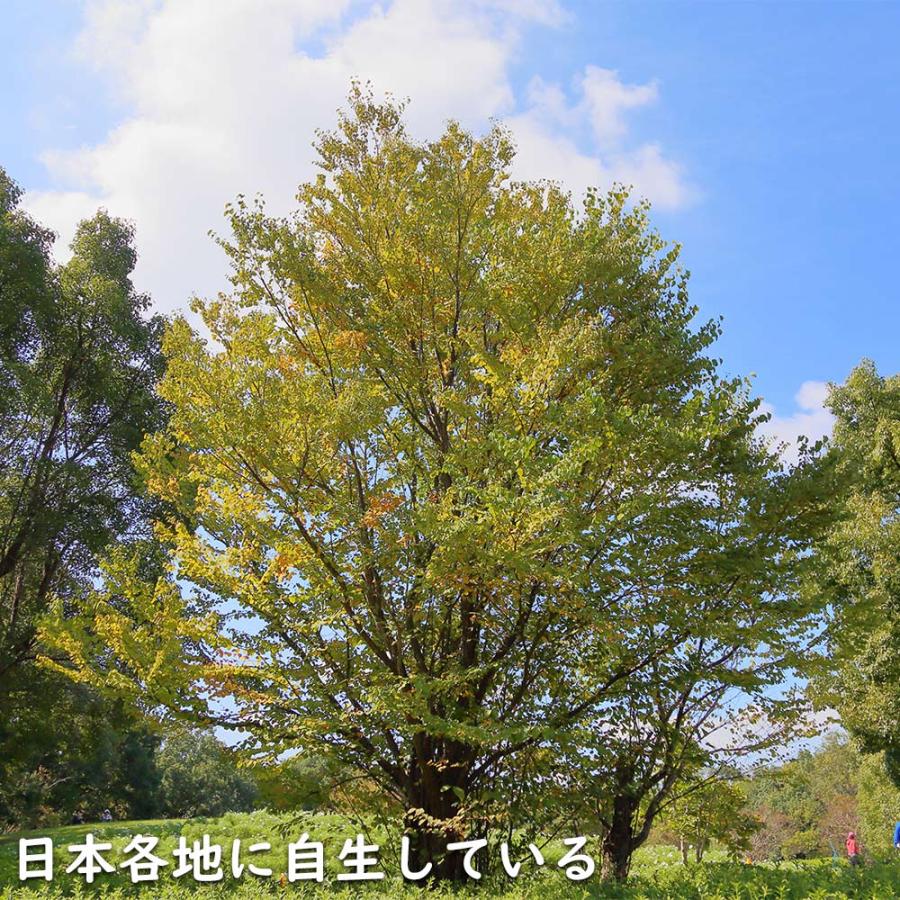 カツラ 単木 2.3m 露地 2本 苗木 落葉樹 カツラ 単木 2.3m 露地 2本 苗木 落葉樹