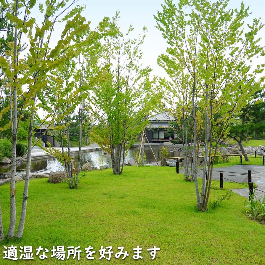 カツラ 単木 2.3m 露地 2本 苗木 落葉樹 カツラ 単木 2.3m 露地 2本 苗木 落葉樹