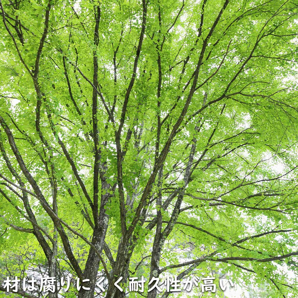 カツラ 単木 2.3m 露地 2本 苗木 落葉樹 カツラ 単木 2.3m 露地 2本 苗木 落葉樹