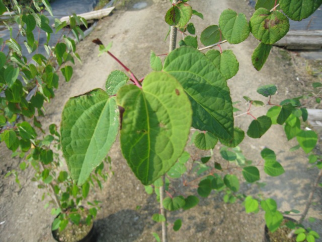 カツラ 単木 2.3m 露地 2本 苗木 落葉樹 カツラ 単木 2.3m 露地 2本 苗木 落葉樹