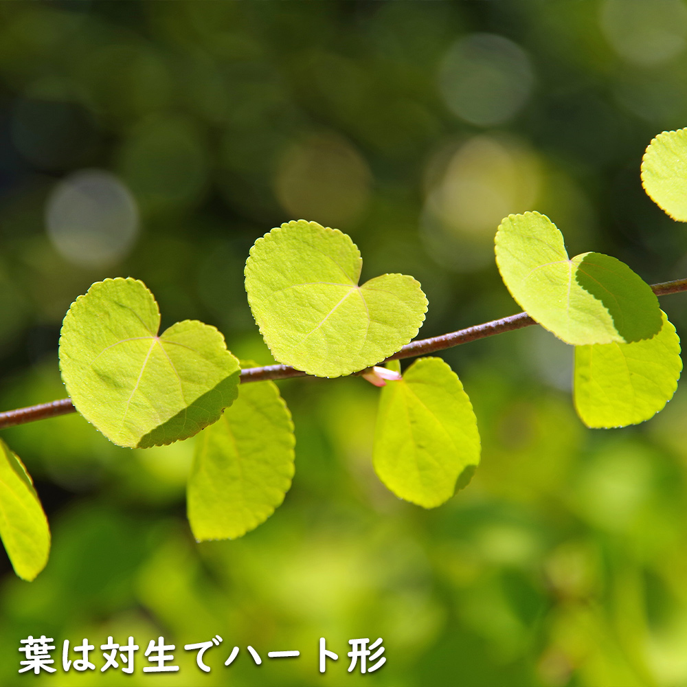 カツラ 単木 2m 露地 苗木 : 201220 : トオヤマグリーン - 通販